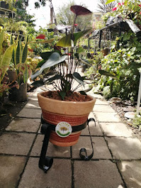 Antutio 45c4312ea-9a49-45b6-a2ba-ca154006a3aa.jpg