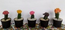 Cactus78334d9d-9596-4da9-8d29-54aa577eccd0.jpg