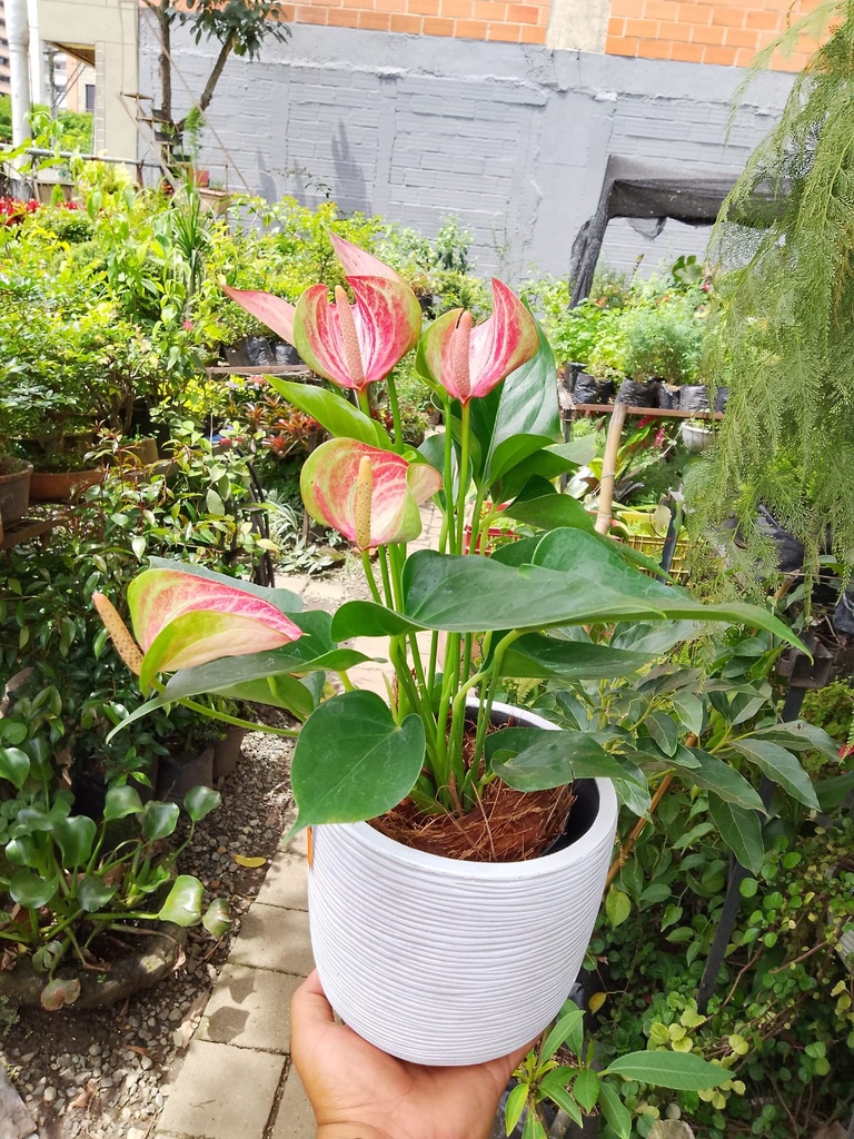 Mini 3ff88aa55-be52-4fff-b30b-ef0c8589da98.jpg