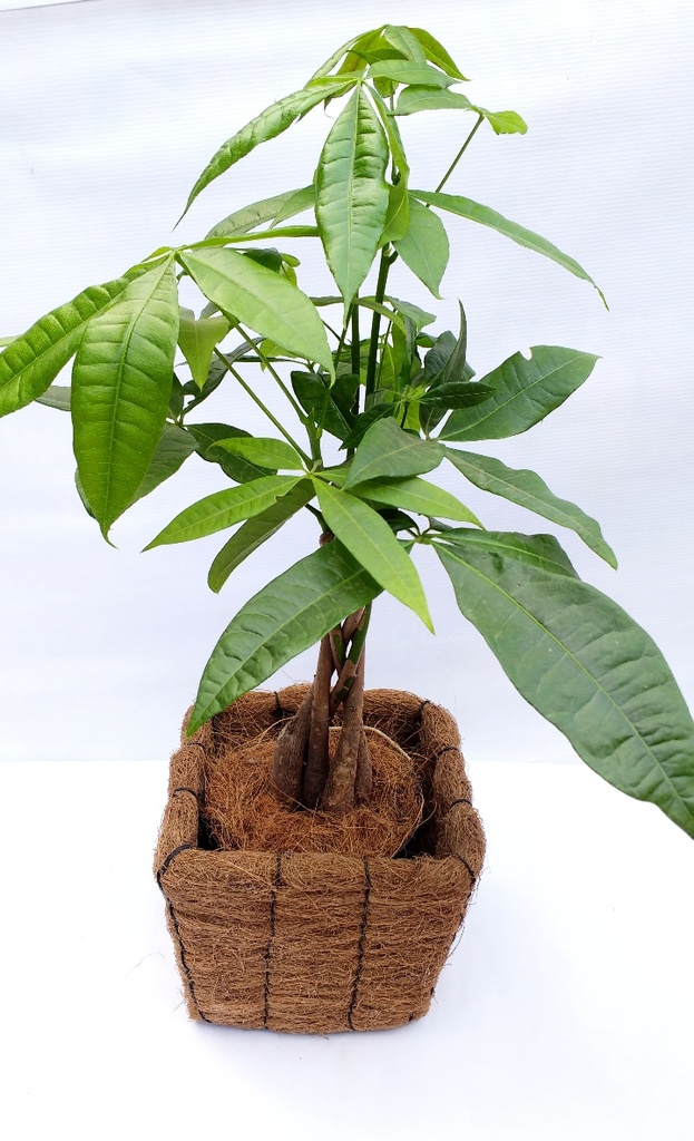 hojas verdes 416bb9844-2e50-416a-9eaa-bee1e6e84a5d.jpg