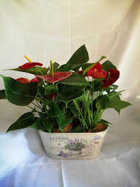 Anturio 28e172131-4c6a-4b1e-bb24-25fedabbc2b1.jpg