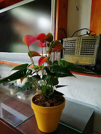 Anturio 3685c638d-b9ae-46e9-b7fc-f6b562ae3efc.jpg